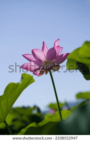 Lotus flower is blooming in the lotus pond under the blue sky.
Scientific name is Nelumbo nucifera.
This is a lotus pond at the Fujiwarakyo ruins in Nara,Japan.