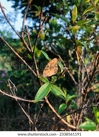 A butterfly is sitting on a green leaf of a tree 