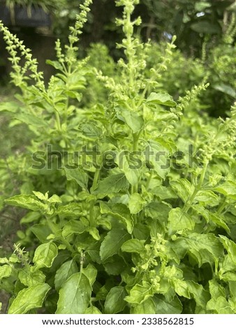 Holy basil is used for cooking.