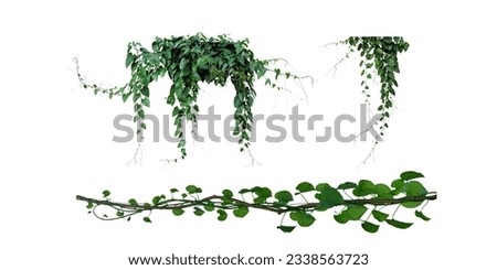 Green leaves javanese trebeine or jungle grape ivy vine hanging ivy bush isolated on white background with clipping path.