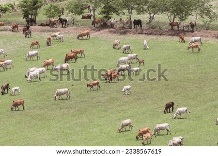 Cows eat grass in the fields in the fields. Aerial view from above, picture from above Grassland and green grass Bird's-eye view Concept of farming and agriculture.