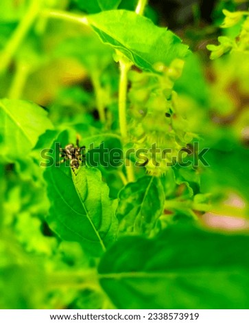 A small black spider sitting on a green leaf 