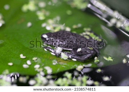 African Dwarf Frog perched on the leaf of an Anubias plant surrounded by duckweed Royalty-Free Stock Photo #2338574811