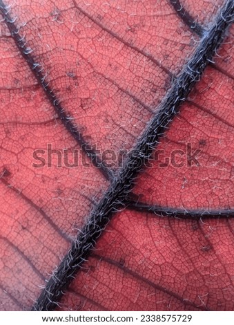 Top view of dry jackfruit leaf fiber macro photo from close up with bright colors