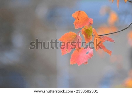 a light, calming photo of fall colored leaves
