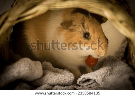 close up view of a guinea pig eating small tomato