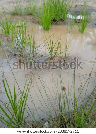 a picture of some weeds and puddles