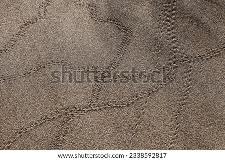 Animal tracks, beetle tracks in the sand, dunes of Maspalomas, Dunas de Maspalomas, structures in the sand, nature reserve, Gran Canaria, Canary Islands, Spain