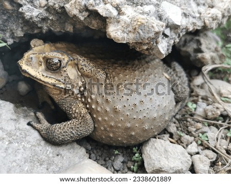 A big toad hide under the floor nook