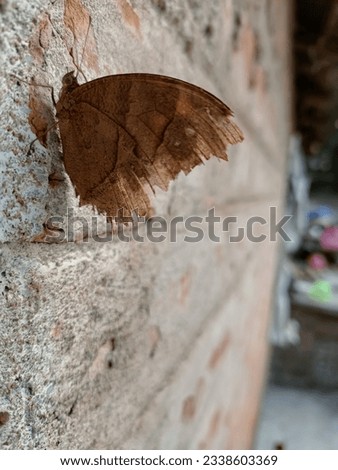 A butterfly siting on a Wall 