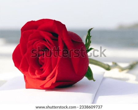 Beautiful romantic red Rose to enhance a loving moment with two letters by the seaside. Veracruz, Mexico