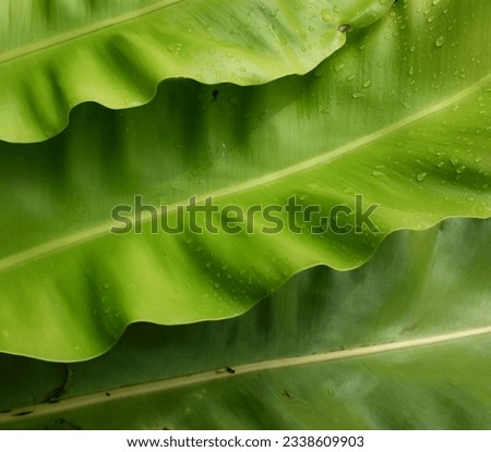 Close-up beautiful Bird's nest fern leaf
background Governor fern (Asplenium nidus)  epiphytic species of fern in the family Aspleniaceae,leaf nature background at spring or summer