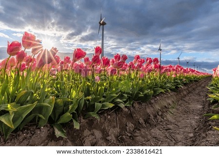 field with rose pink triumph tulips (variety ‘Dynasty’) in Flevoland, Netherlands Royalty-Free Stock Photo #2338616421