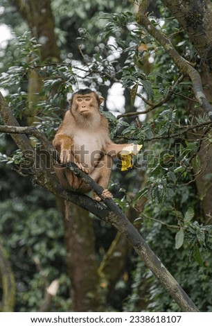 Monkey is waiting for food on the tree. Tourist attractions in Sibolangit, North Sumatra. The picture was taken from the highway. 
