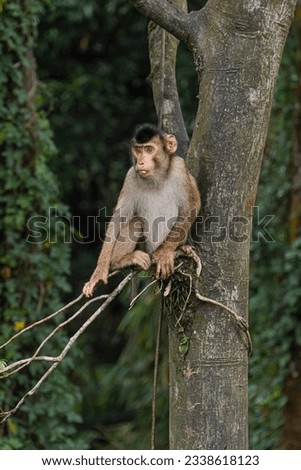 Monkey is waiting for food on the tree. Tourist attractions in Sibolangit, North Sumatra. The picture was taken from the highway. 