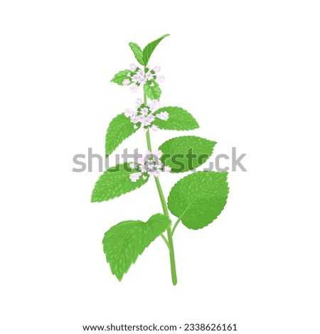 Melissa officinalis flower isolated on white background. Blooming Lemon balm branch. Vector cartoon illustration of medicinal herb. Royalty-Free Stock Photo #2338626161