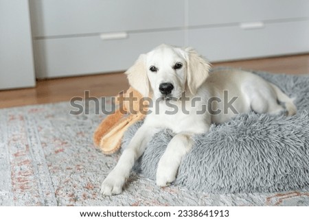 A puppy of a golden retriever is resting in a dog bed. Home pet. Royalty-Free Stock Photo #2338641913