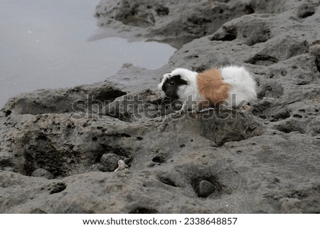 An adult guinea pig is preparing to drink in a pool of water by the river. This rodent mammal has the scientific name Cavia porcellus.