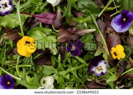 Fresh mix of salads with edible flowers.  Royalty-Free Stock Photo #2338649653
