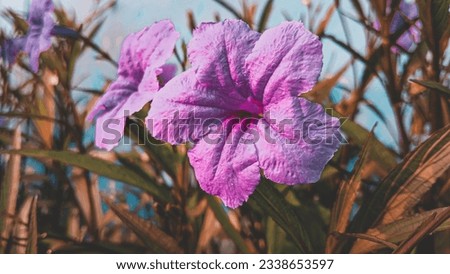 Cinematic theme colorful flower garden photography at sunrise sunset