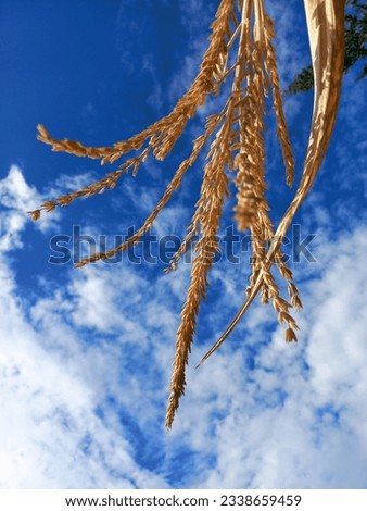 mobile Photo dry corn flower and sky