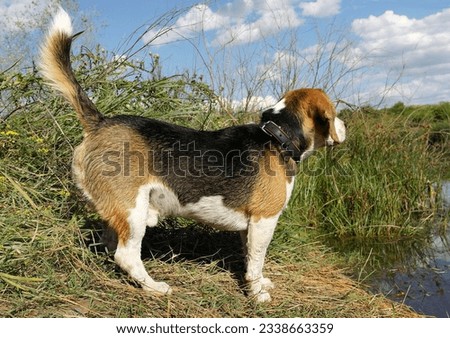 A young charming tricolor hunting dog carefully and interestedly peers into the distance. Hot summer day.