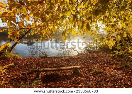 Bright autumn colors with yellow leaves as fall picture concept