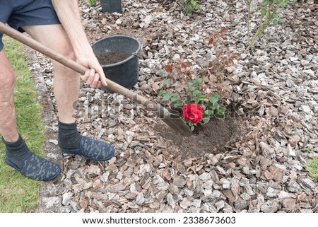 the gardener covers the planted rose with earth, spring seasonal work in the garden, High quality photo
