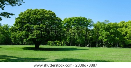 green tree in the park