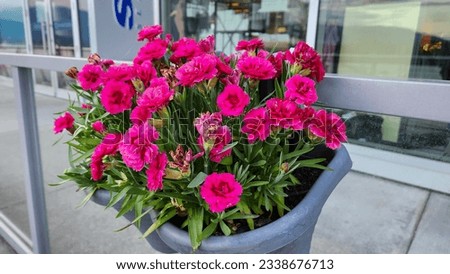 pink blossom of carnation, (Dianthus caryophyllus), also called grenadine or clove pink, herbaceous plant of the pink in Vancouver waterfront during summer