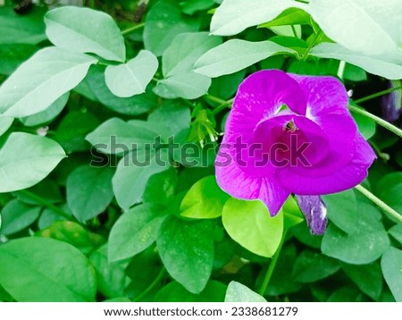 The purple picture of butterfly pea flowers against the dark green leaves looks beautiful and outstanding, suitable as a beautiful card background for someone special.