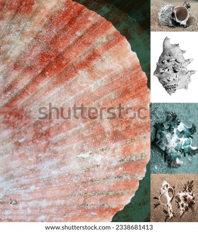 various seashell photos combined into a collage.
