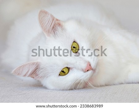 White cat (Turkish Ankara Angora cat) Royalty-Free Stock Photo #2338683989
