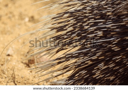 Close up of the quills on the rear end of a porcupine