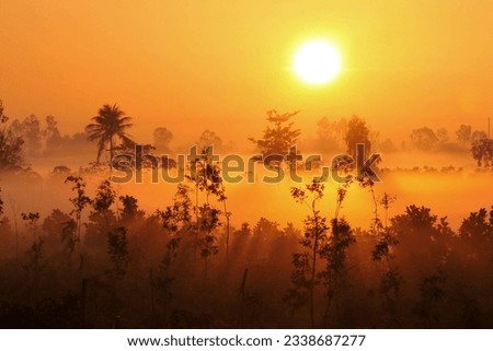 Dawn in Can Tho, Viet Nam. The forest is covered with dense fog in the early morning. Bright golden dawn, orange sky. Artistic photo, high contrast, motion blur purposely 