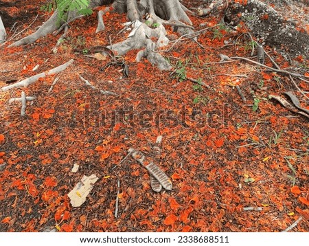 Guppy flower, red flower, withered petals, withered all over the floor, tree roots