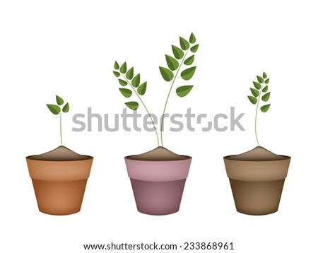 Ecological Concept, Illustration Collection of Small Green Trees in Terracotta Flower Pots for Garden Decoration. 