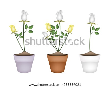 A Symbol of Love, Illustration of Beautiful White and Yellow Roses in Terracotta Flower Pots for Garden Decoration. 