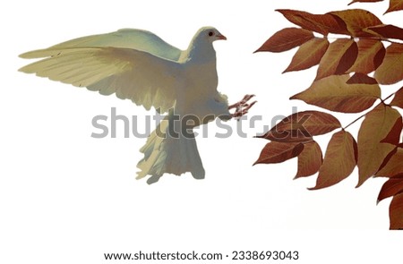 White pigeon was flying and sitting on a tree in front of camera. Beautiful picture with white background.