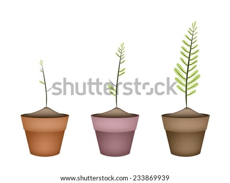 Ecological Concept, Landscaping Tree Symbols or Isometric Green Fern and Fern Leaves in Terracotta Flower Pots for Garden Decoration. 