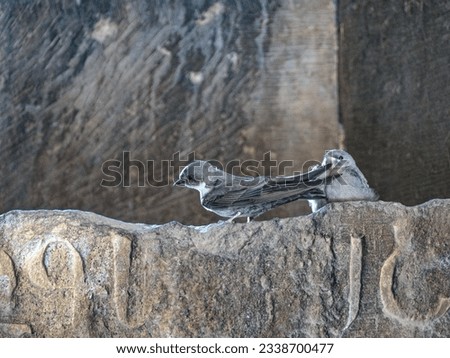 detail of little small bird on a stone