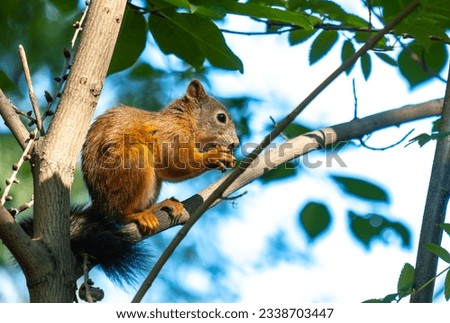 A squirrel sits on a tree branch in close-up on a summer day.