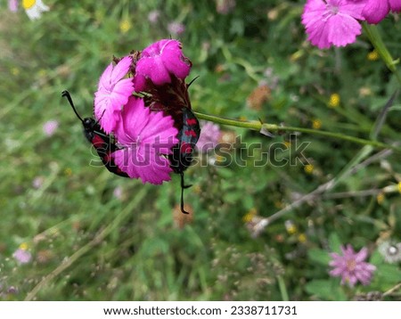 flower butterfly nature greenery pictures