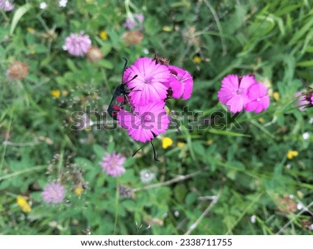 flower butterfly nature greenery pictures