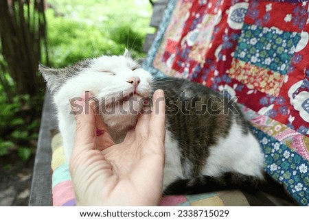 country funny cat outdoor closeup photo relaxing on patchwork pillow with flowers on green garden background