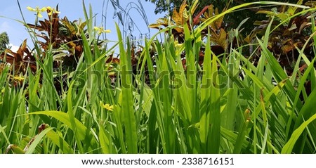 picture of beautiful Green grass for your multimedia content creation, good for digital card and web design green vegetation