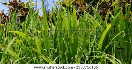 picture of beautiful Green grass for your multimedia content creation, good for digital card and web design green vegetation