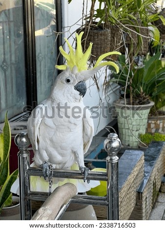 A white parrot perched on the terrace of a resident's house