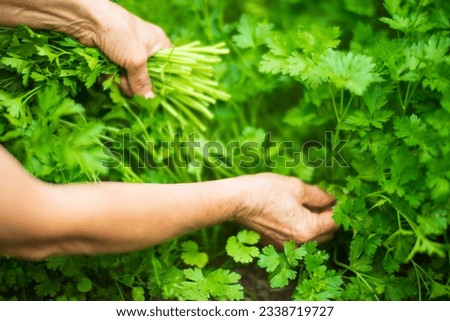 Farmer's hands harvest crop of parsley in the garden. Plantation work. Autumn harvest and healthy organic food concept close up with selective focus.