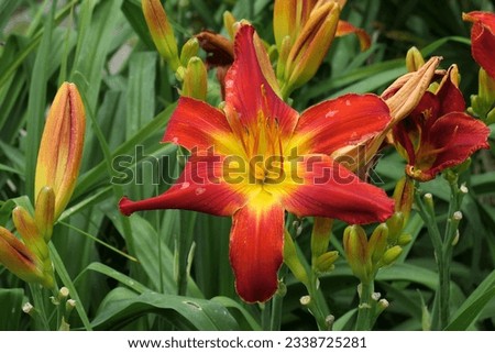 Closeup of the multicoloured flowering herbaceous perennial garden plant hemerocallis all american chief. Royalty-Free Stock Photo #2338725281